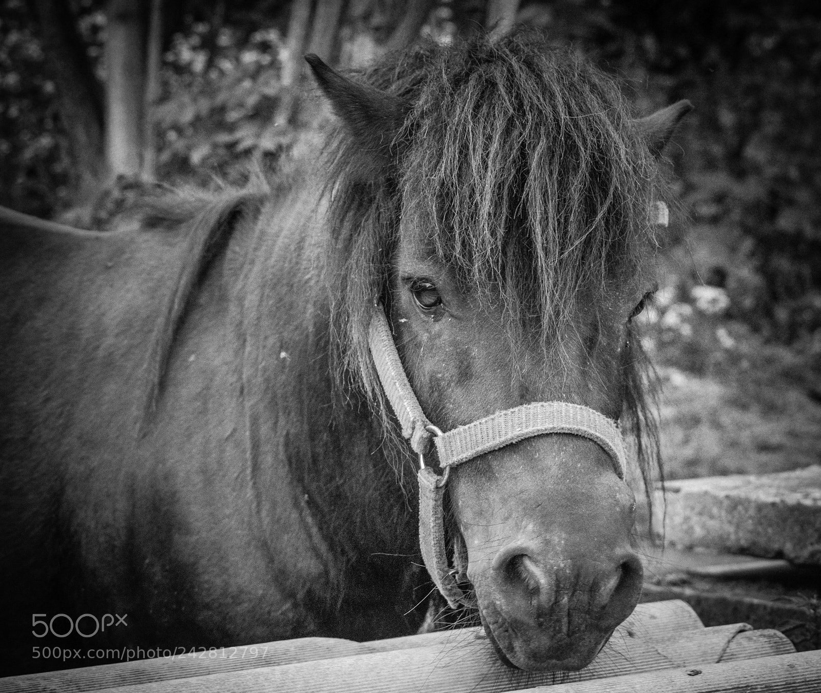 Nikon D5100 sample photo. A look with a photography