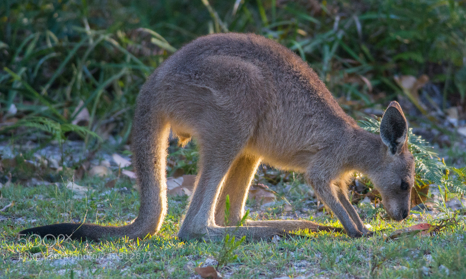 Nikon D7100 sample photo. Young kangaroo having a photography