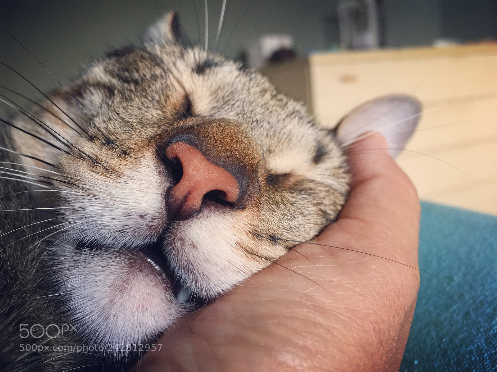 Apple iPhone 6s sample photo. Untitled photography