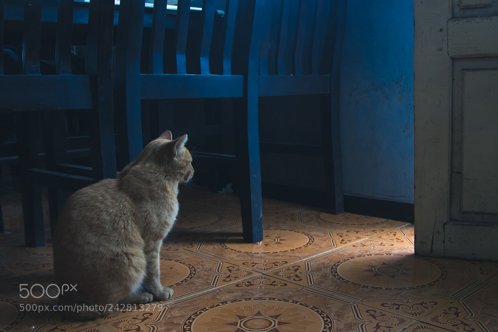 Canon EOS 650D (EOS Rebel T4i / EOS Kiss X6i) sample photo. Cat photography