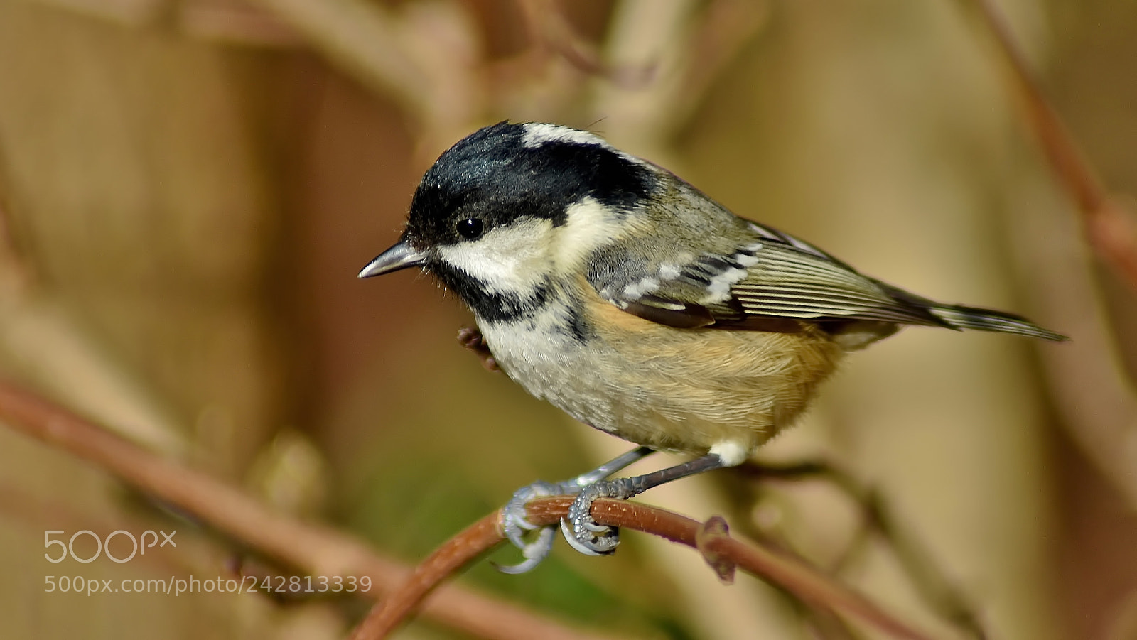 Nikon D3400 sample photo. Coal tit... photography