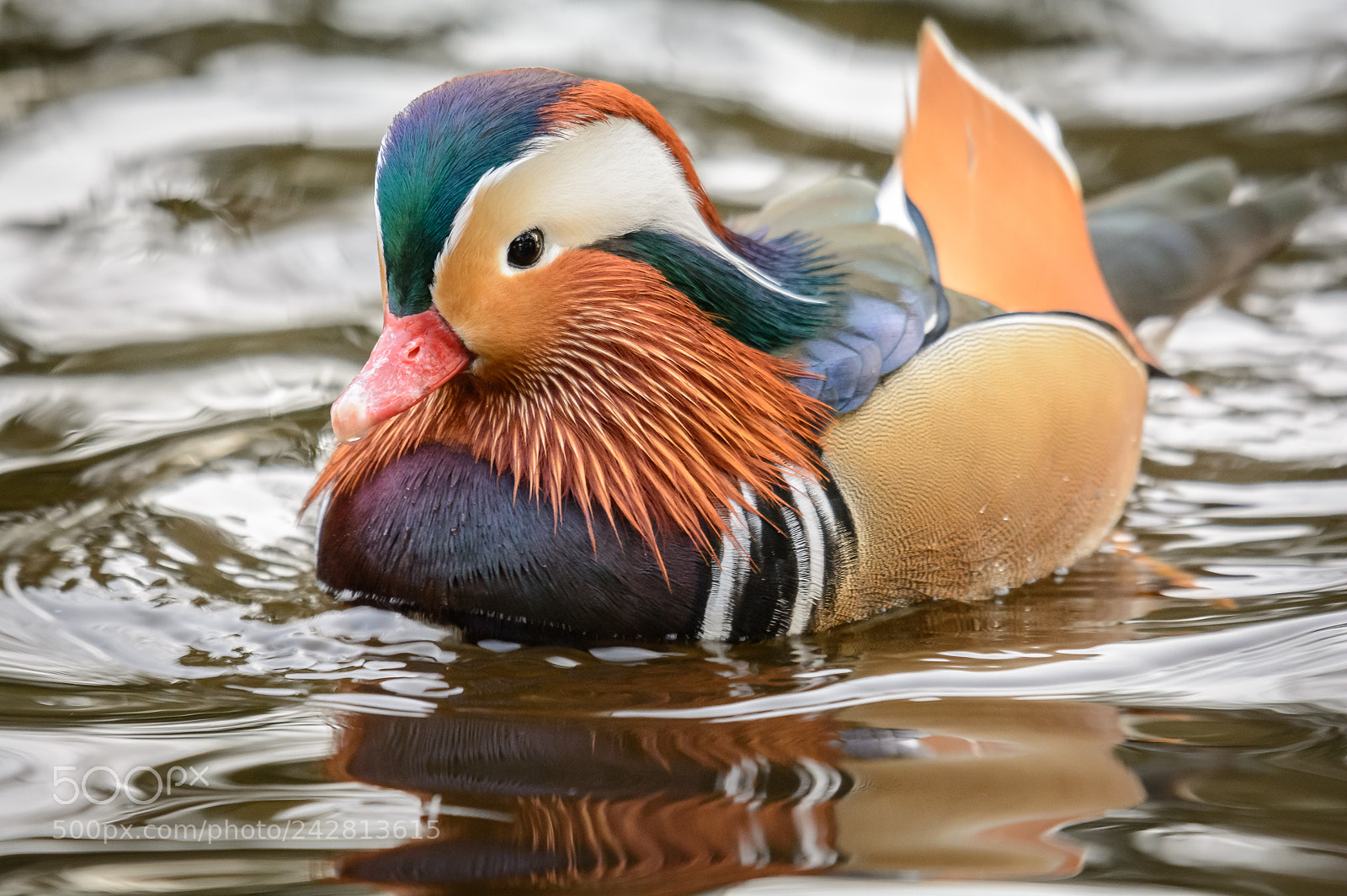 Nikon D7100 sample photo. Mandarin duck 4559 dsc photography
