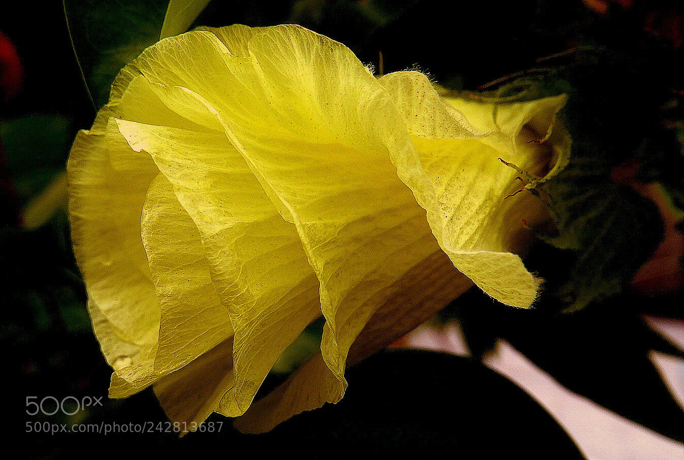 Sony Cyber-shot DSC-HX300 sample photo. Cotton flower ... photography