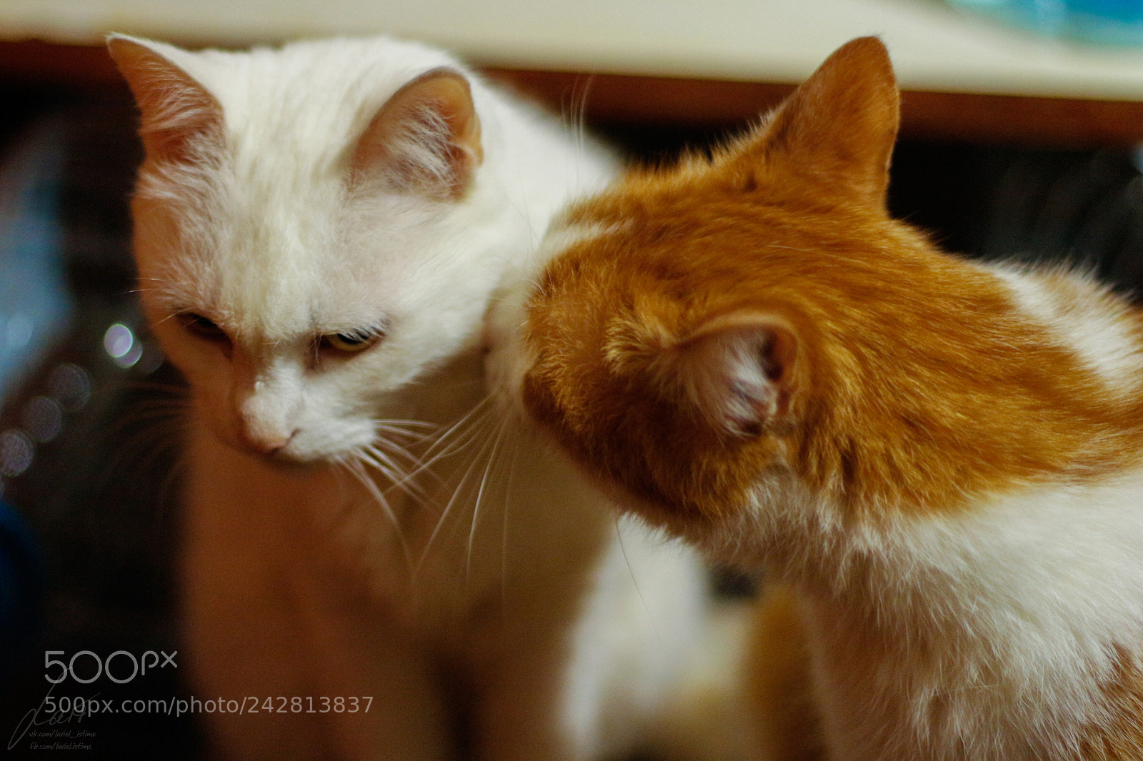 Canon EOS 100D (EOS Rebel SL1 / EOS Kiss X7) sample photo. A kiss photography