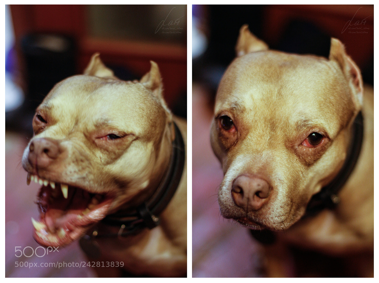 Canon EOS 100D (EOS Rebel SL1 / EOS Kiss X7) sample photo. Something wrong? photography