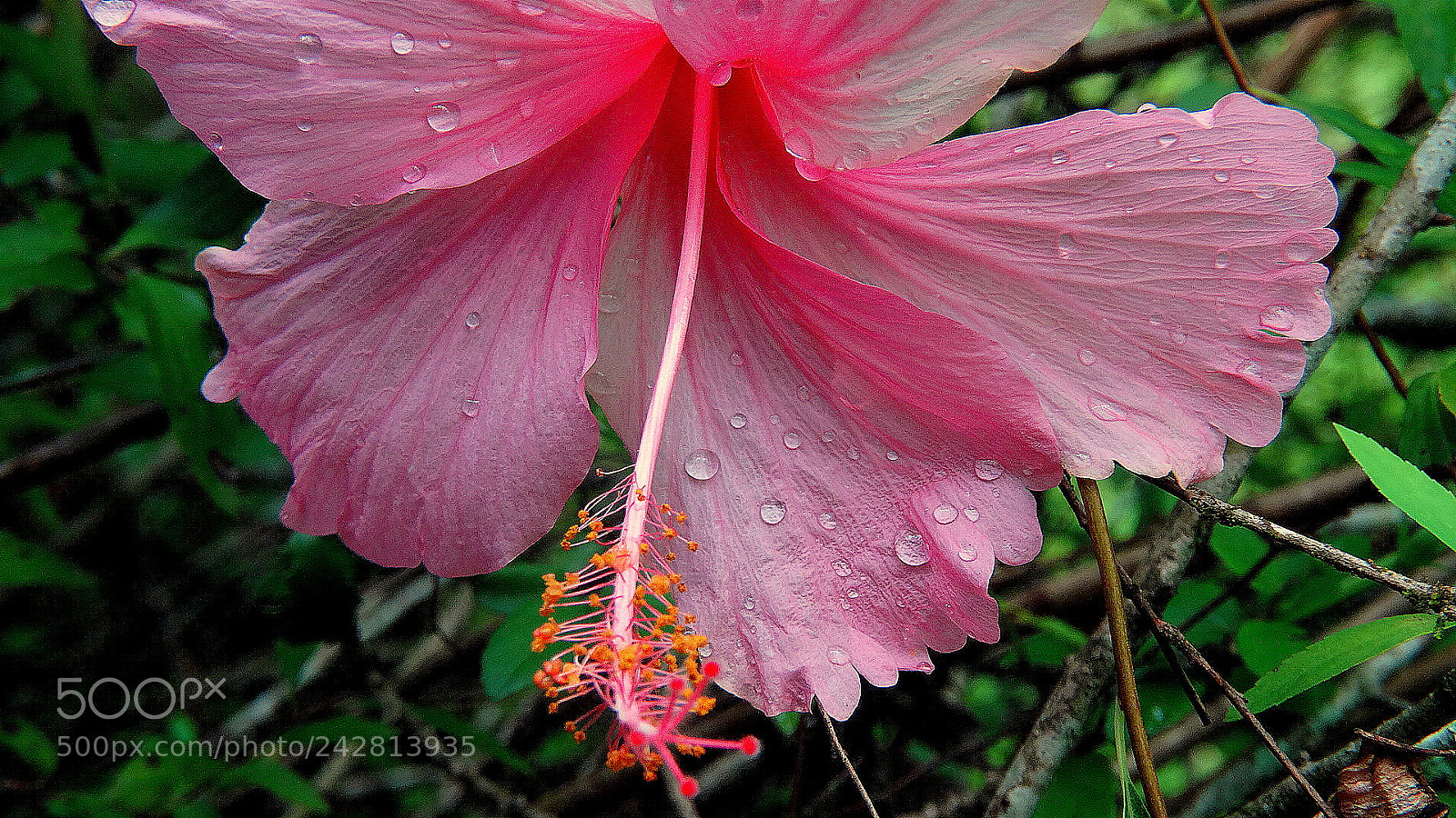 Sony Cyber-shot DSC-HX300 sample photo. Hibisco flower .. photography
