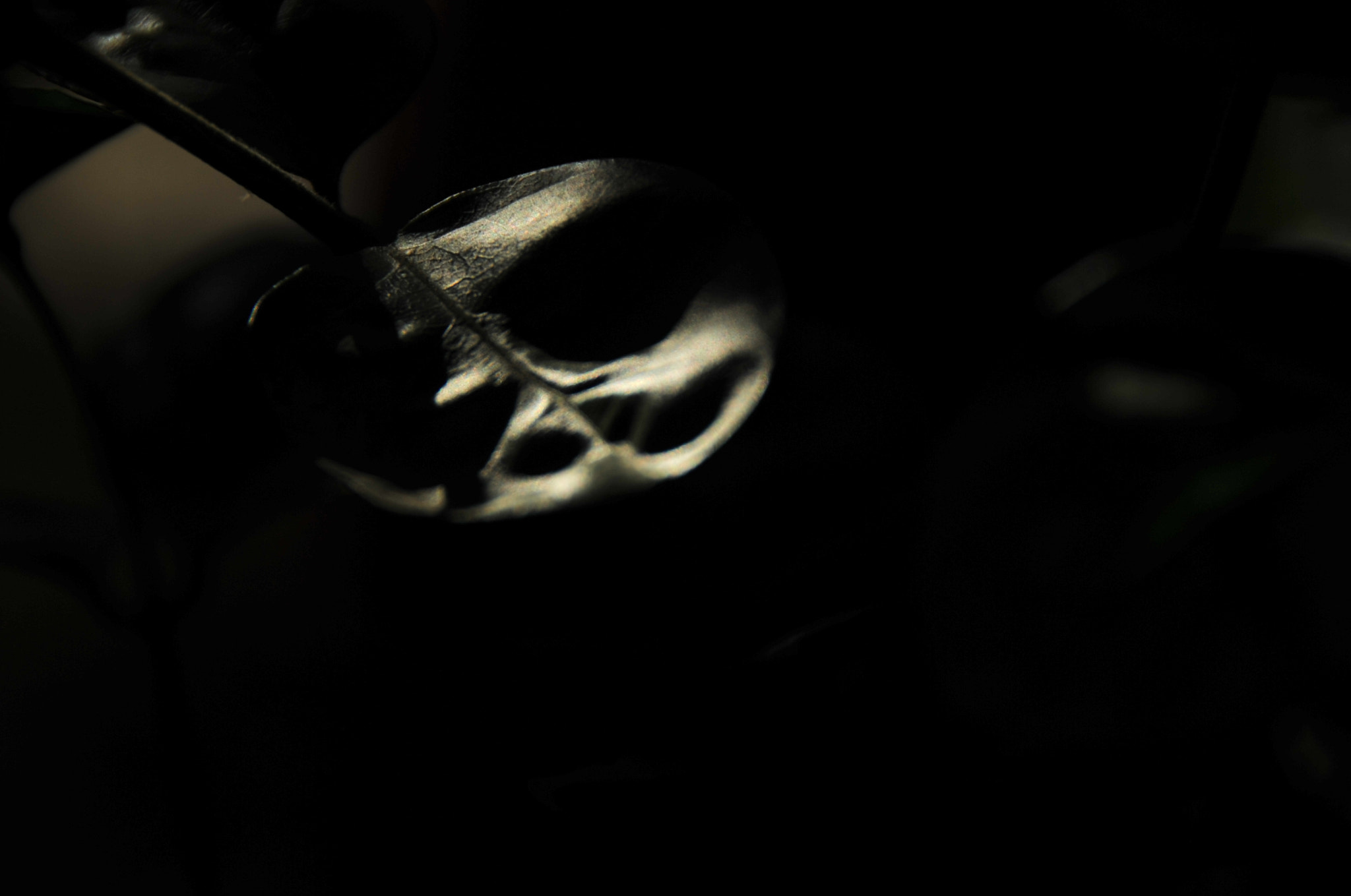 Nikon D3S sample photo. .. photography