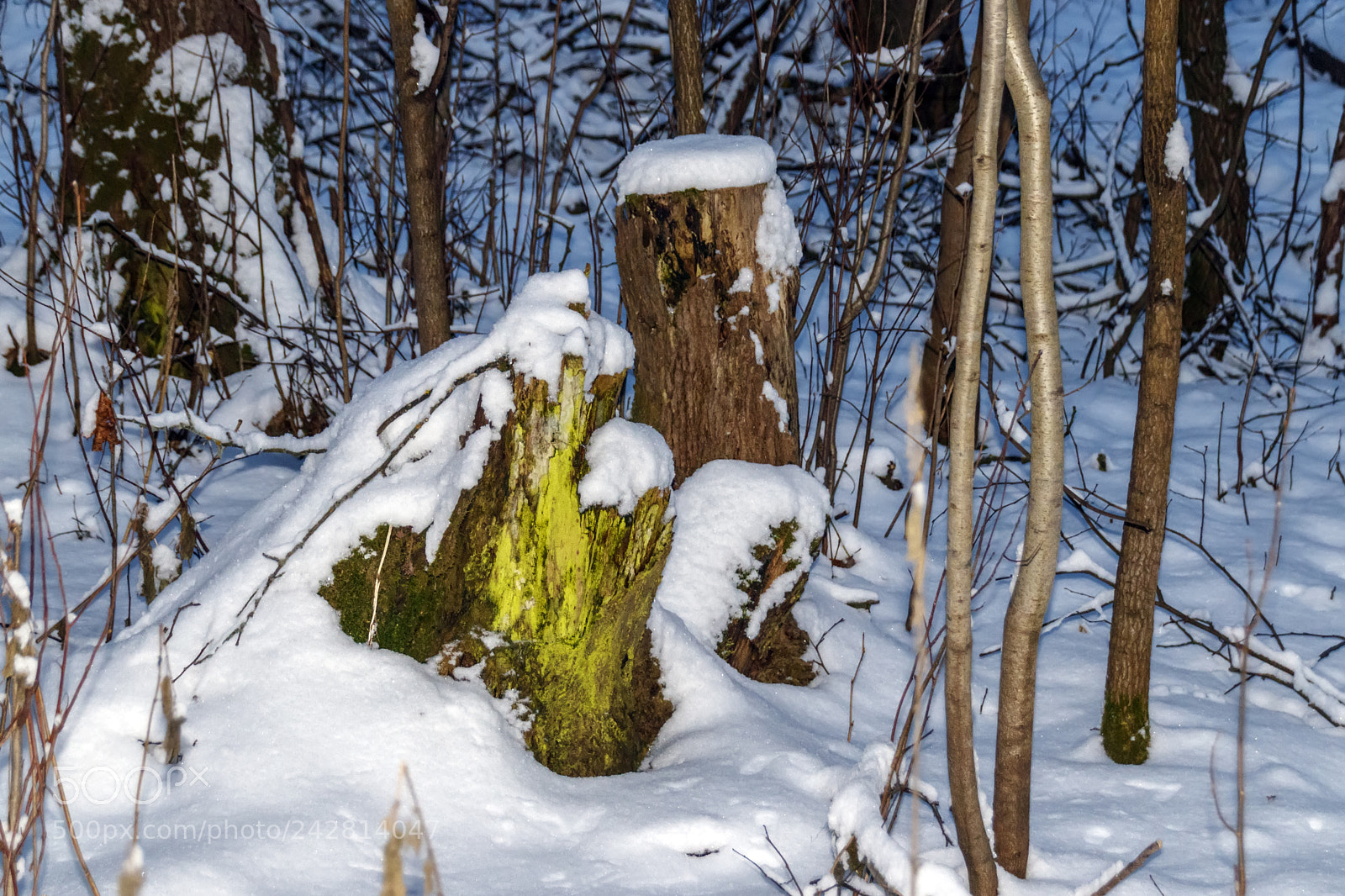 Canon EOS 80D sample photo. Green mossy tree stump photography