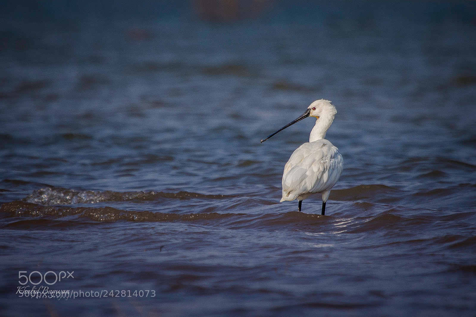 Canon EOS 7D Mark II sample photo. Spoonbill photography