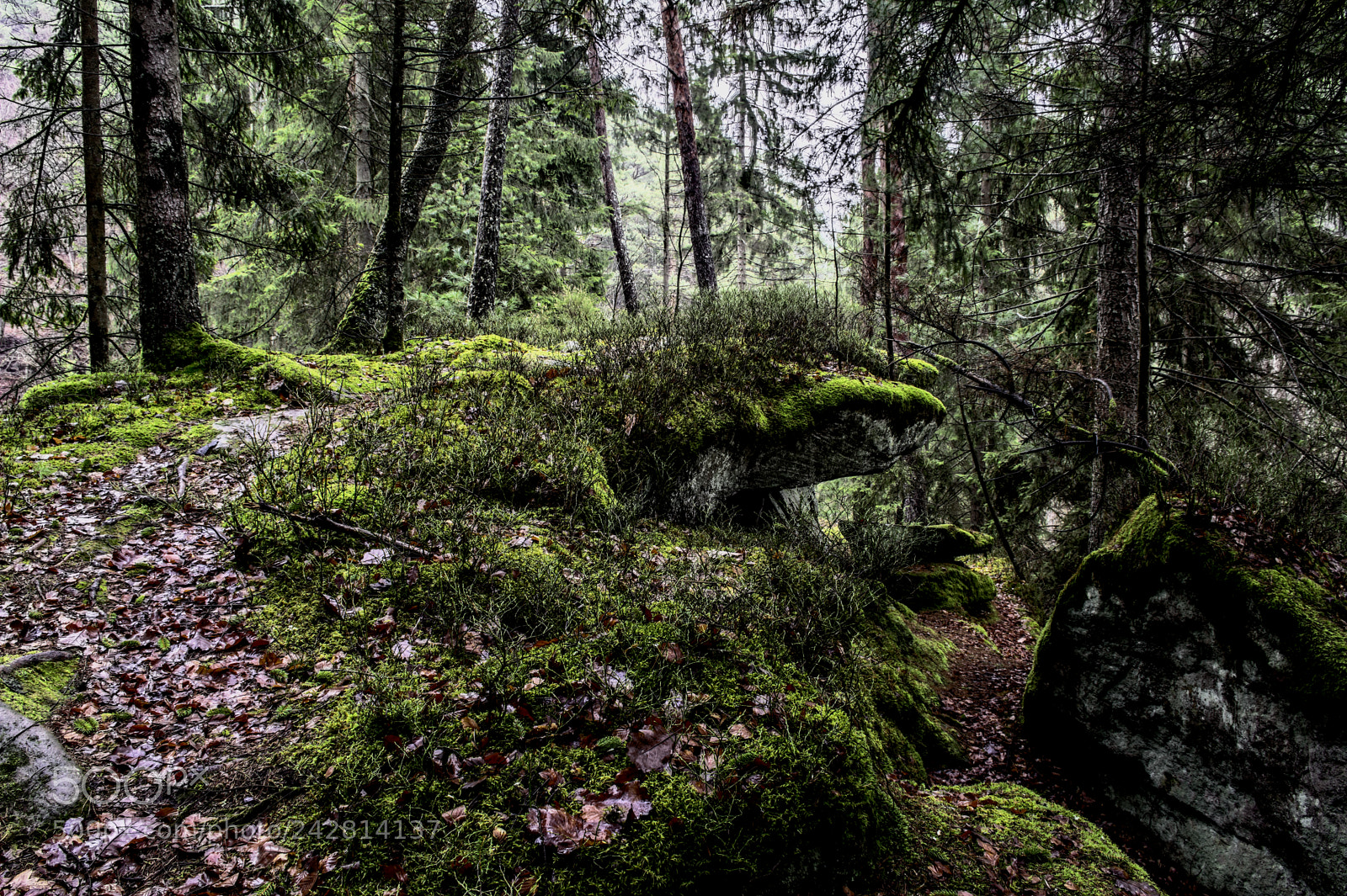 Nikon D7100 sample photo. Forest24 photography