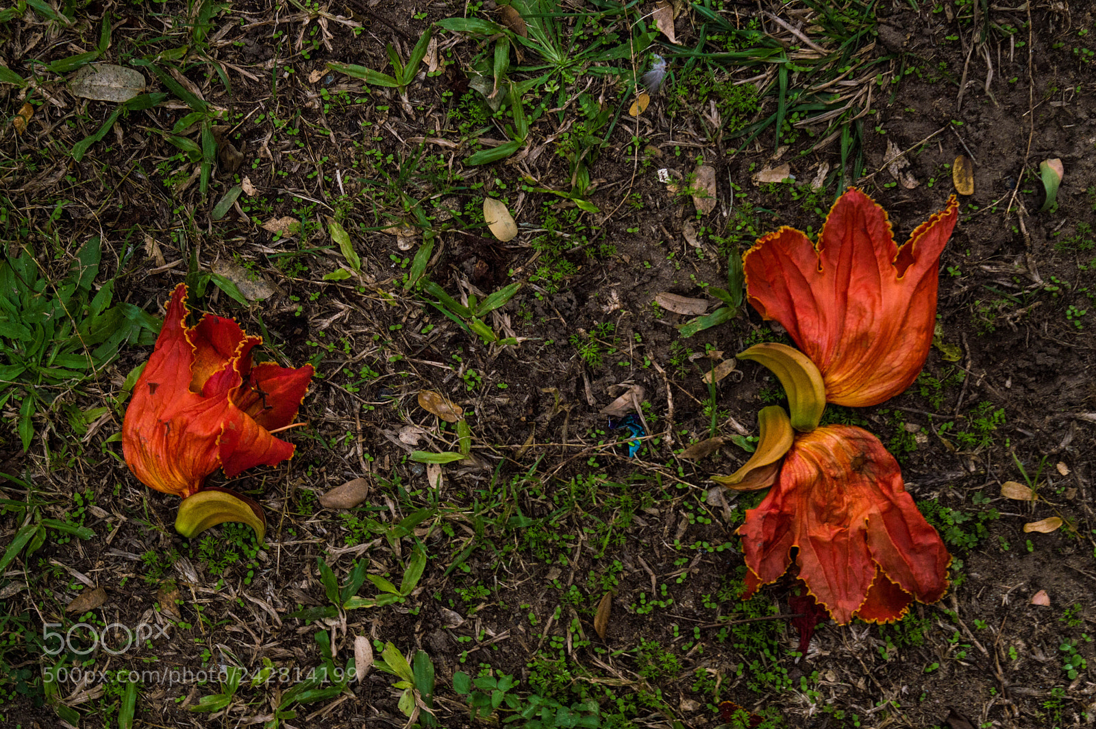 Nikon D3200 sample photo. Flower photography