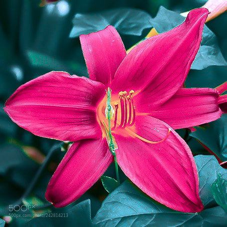 Nikon D70 sample photo. Pink flower photography