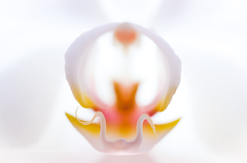 Nikon D300S sample photo. White orchid.. photography