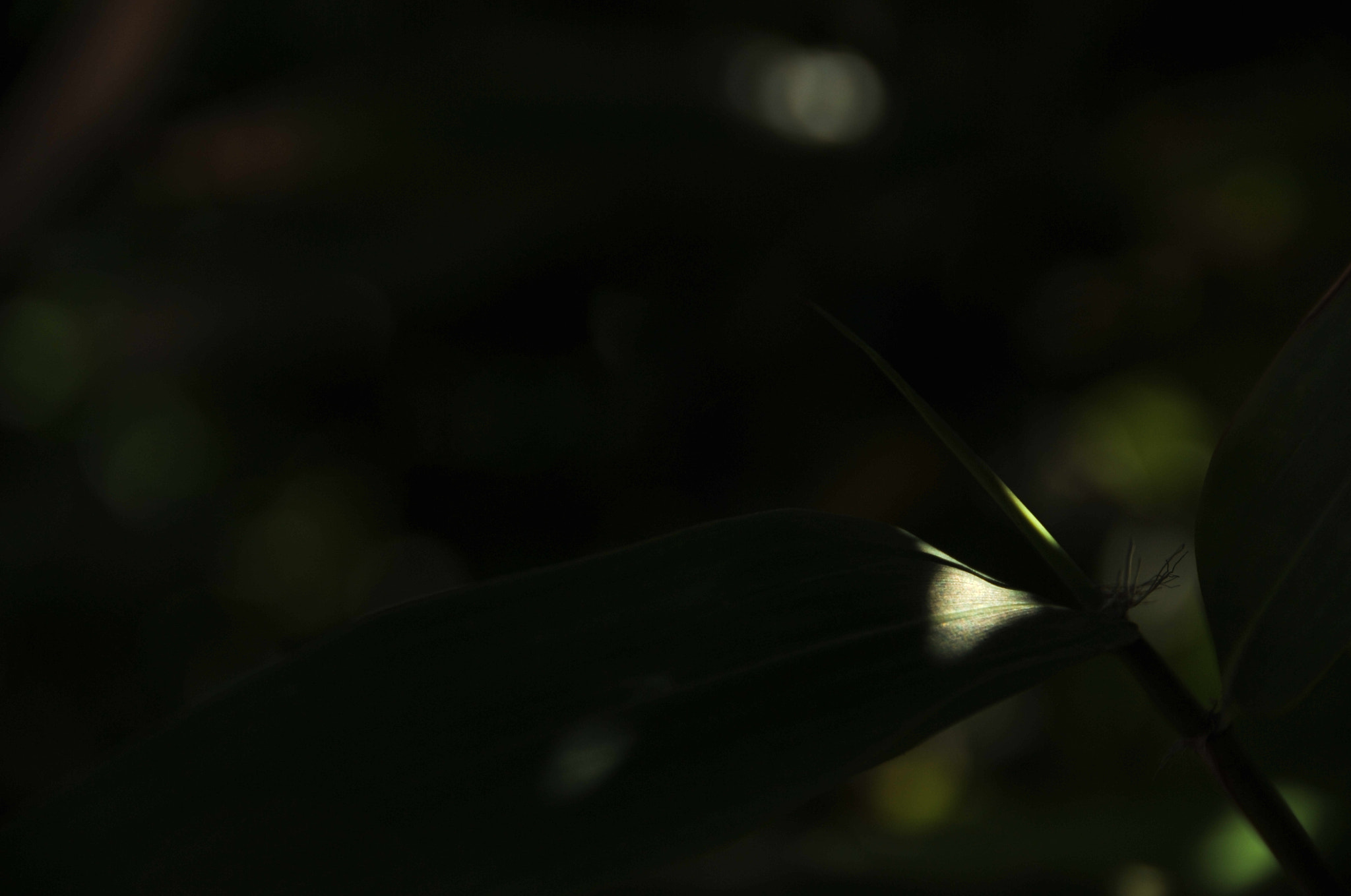 Nikon D3S sample photo. .. photography