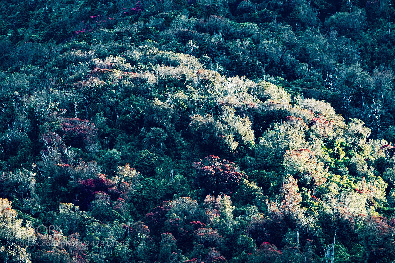 Nikon D500 sample photo. Southern rātā photography