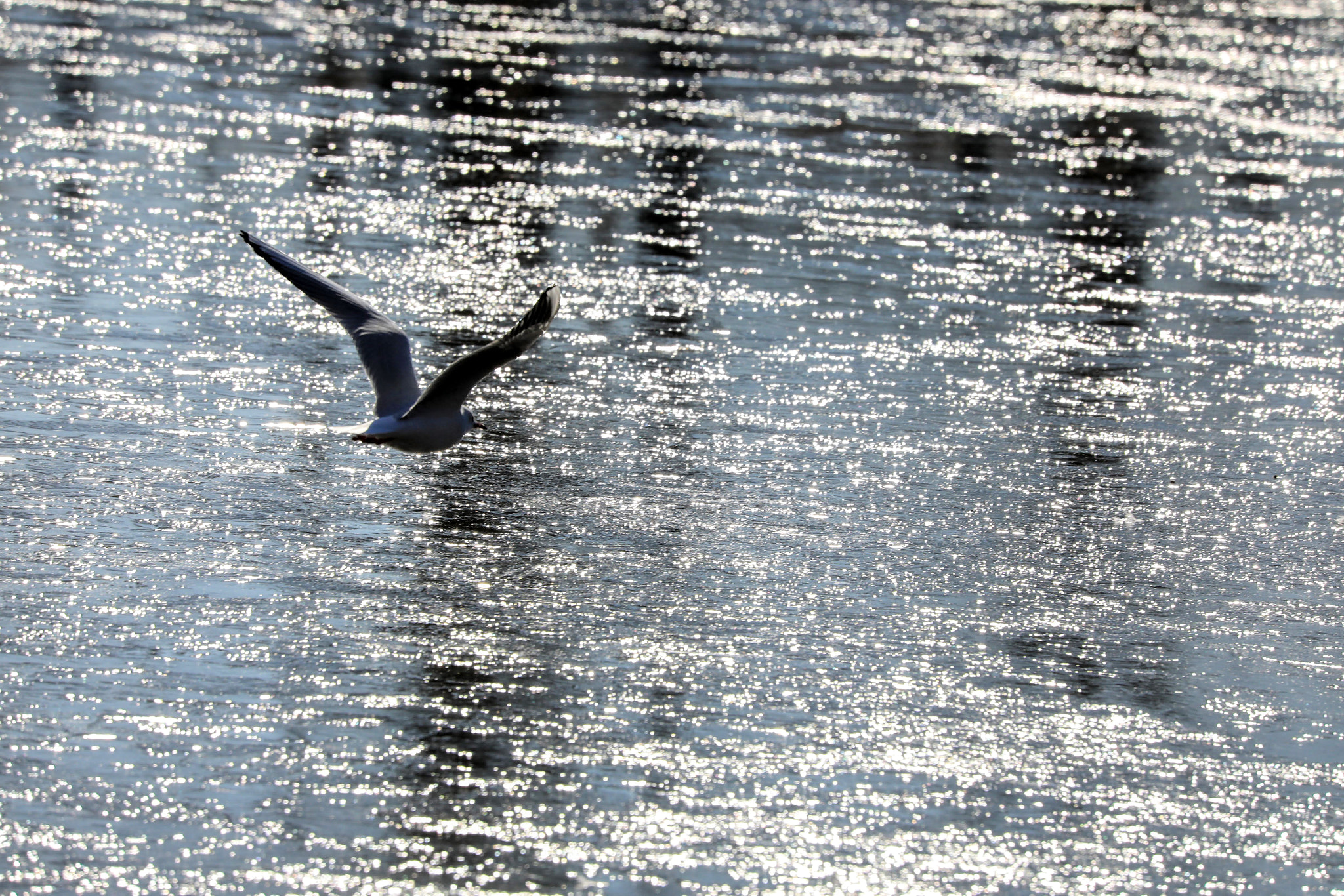 Canon EF 100-400mm F4.5-5.6L IS USM sample photo. 煌めき photography