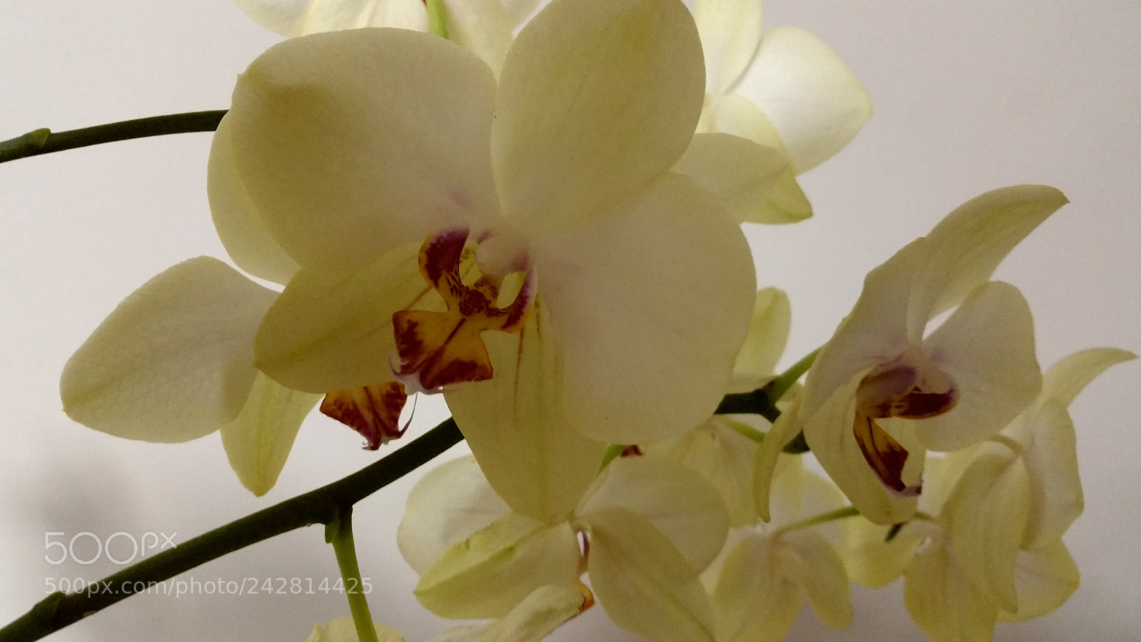 Samsung Galaxy Note4 sample photo. Beautiful life photography