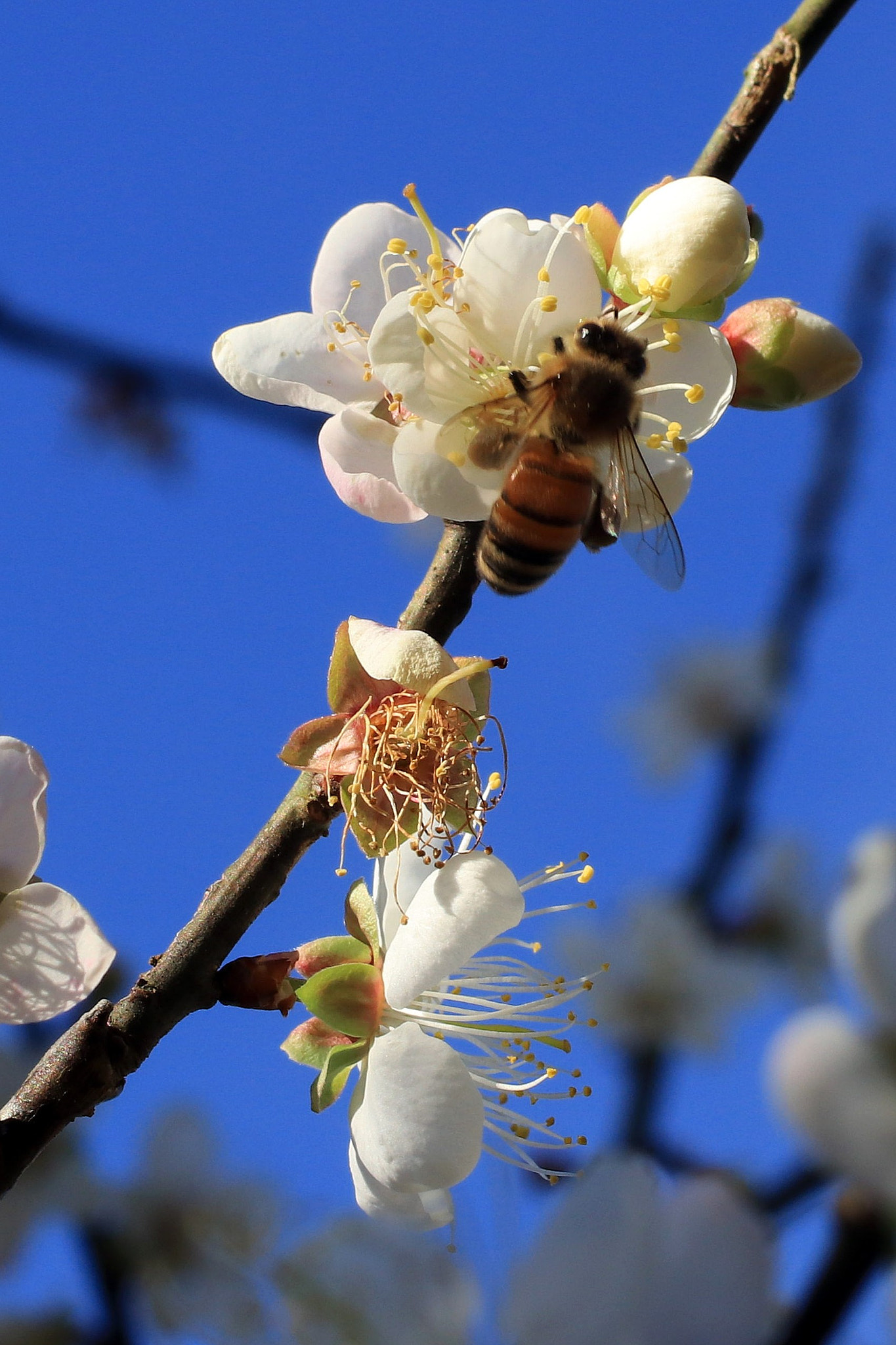 Canon EOS 80D + Canon EF 50mm F2.5 Macro sample photo. Flowers and bees photography