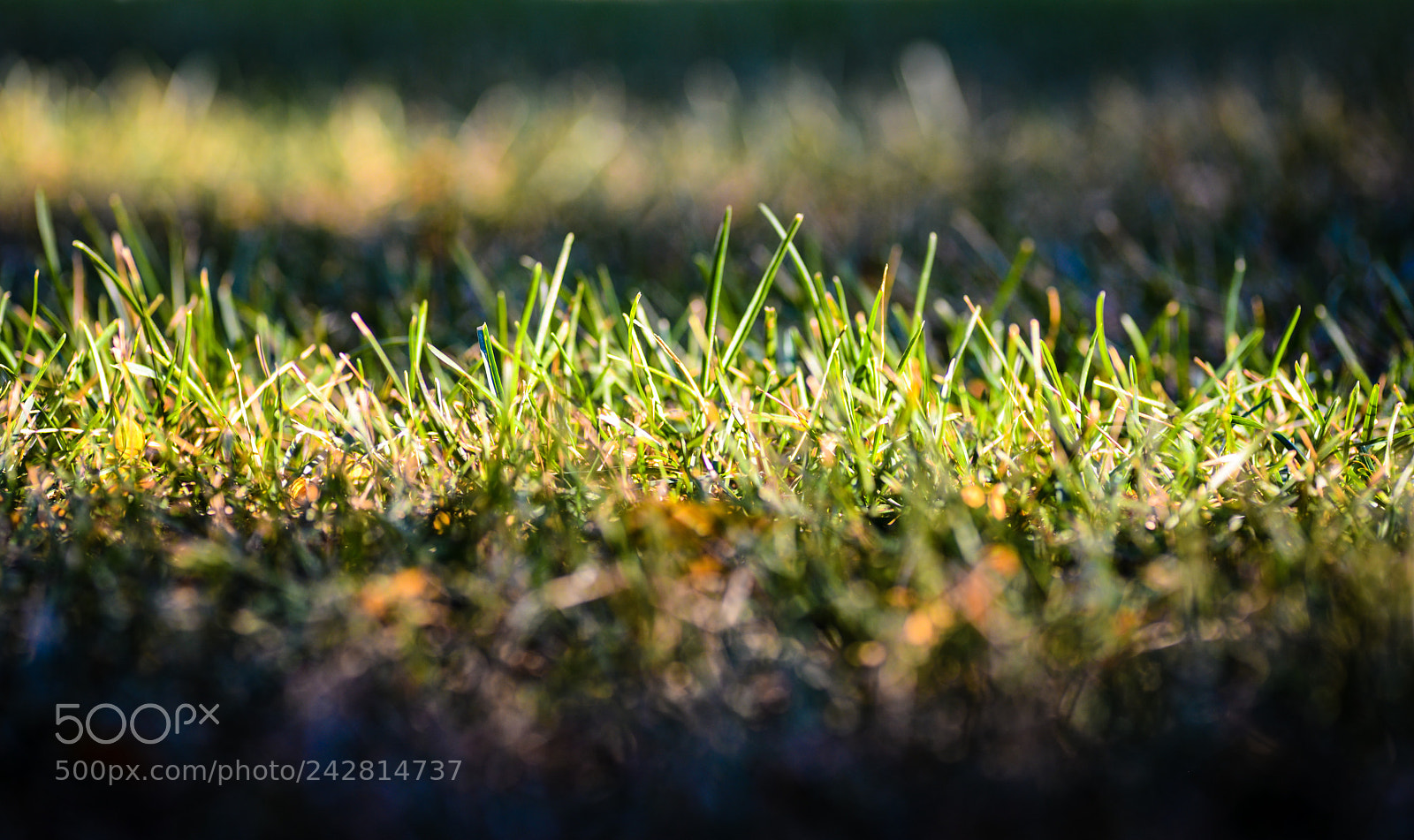 Nikon D600 sample photo. It’s growing photography