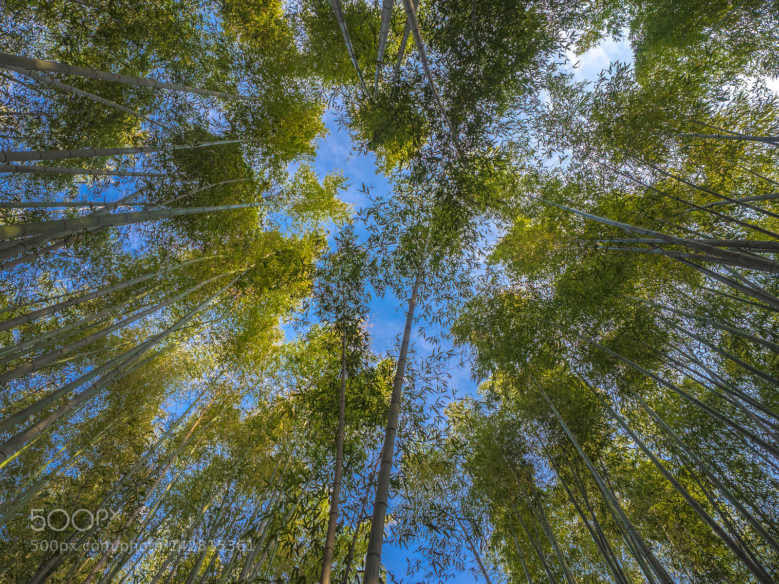 Olympus OM-D E-M1 sample photo. Bamboo sky photography