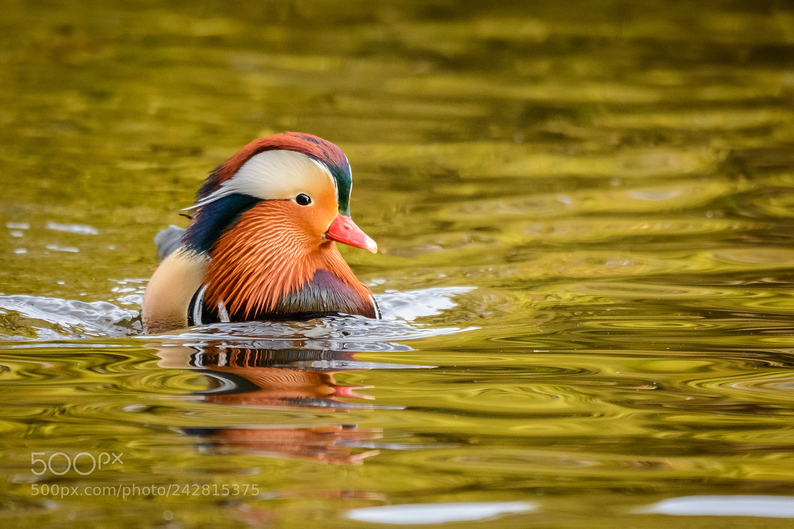 Nikon D7100 sample photo. Mandarin duck dsc photography