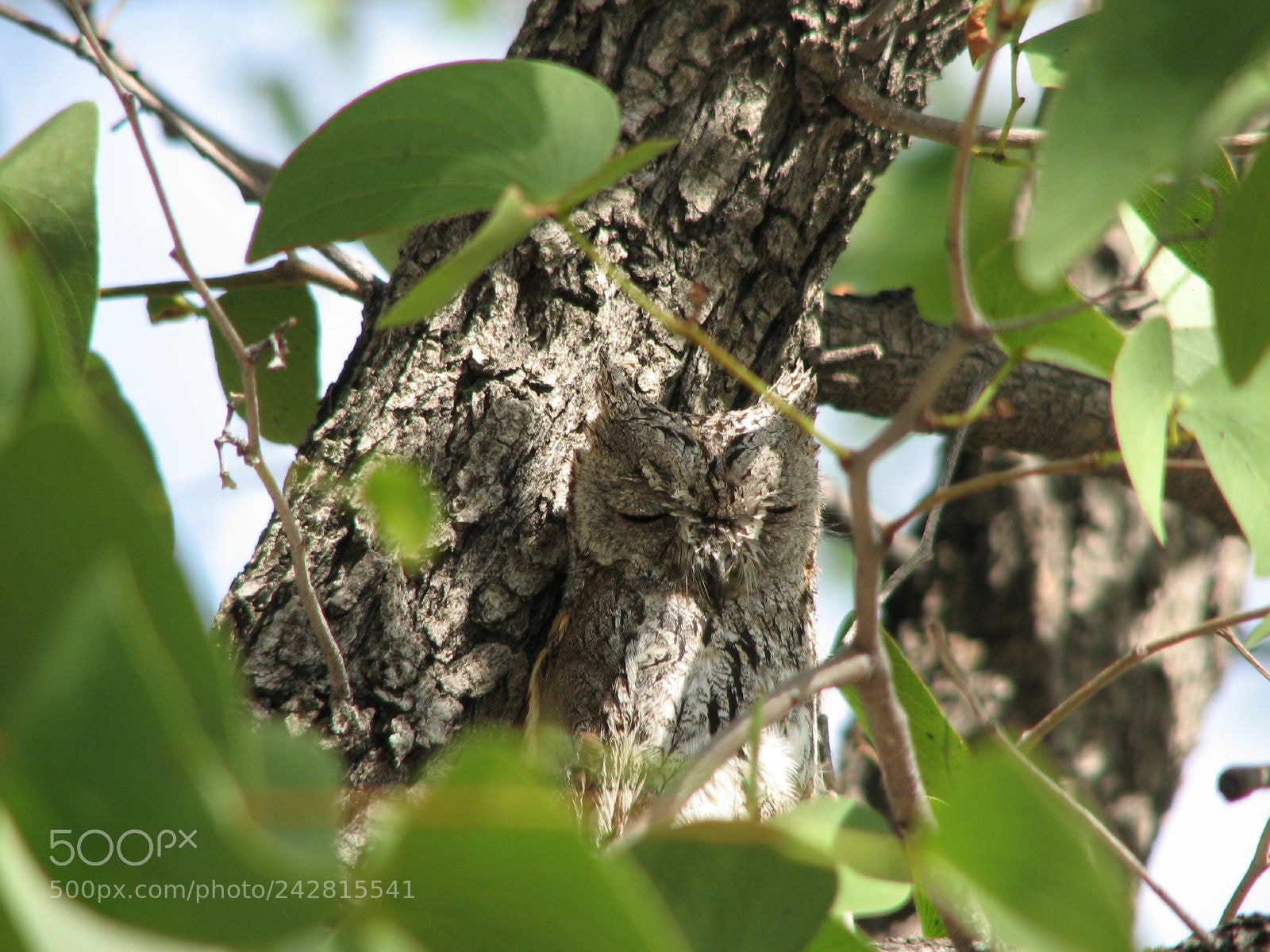 Canon POWERSHOT S3 IS sample photo. African scops owl photography