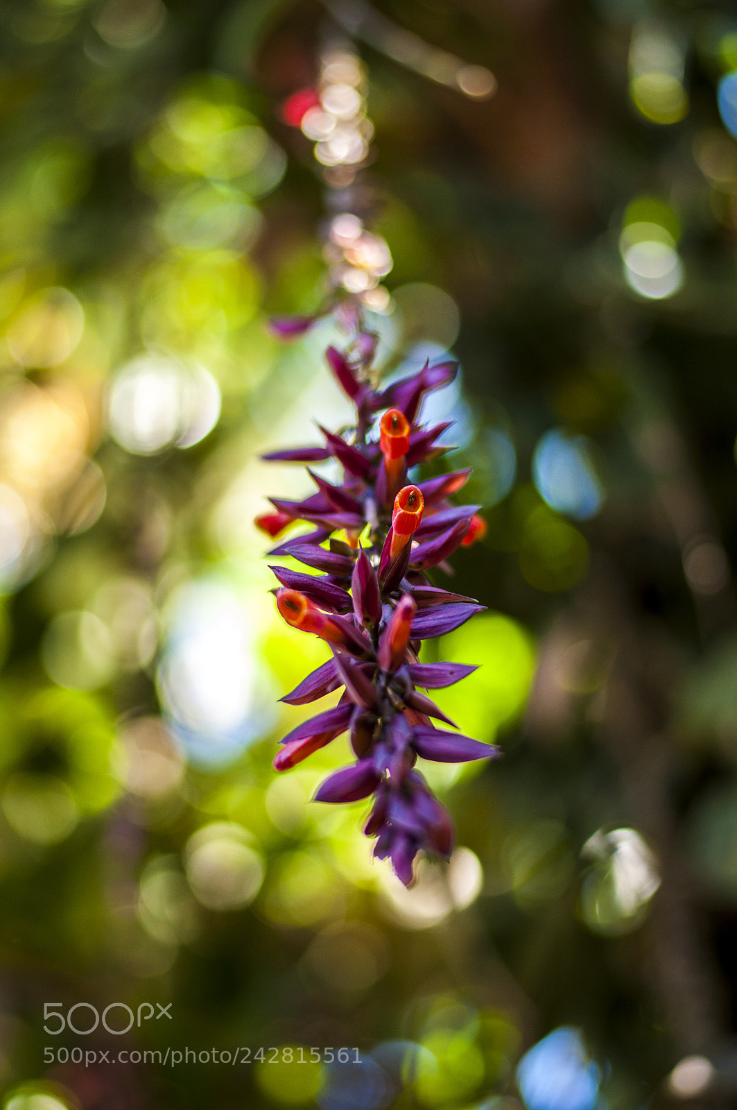 Nikon D90 sample photo. The wine bell flower photography