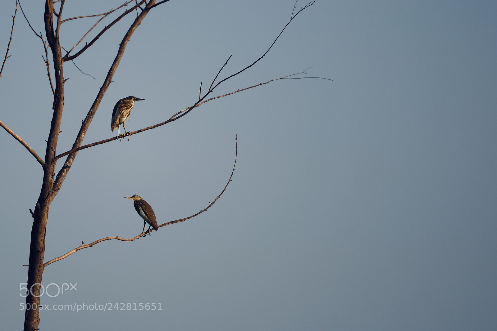 Nikon D850 sample photo. Pond heron photography