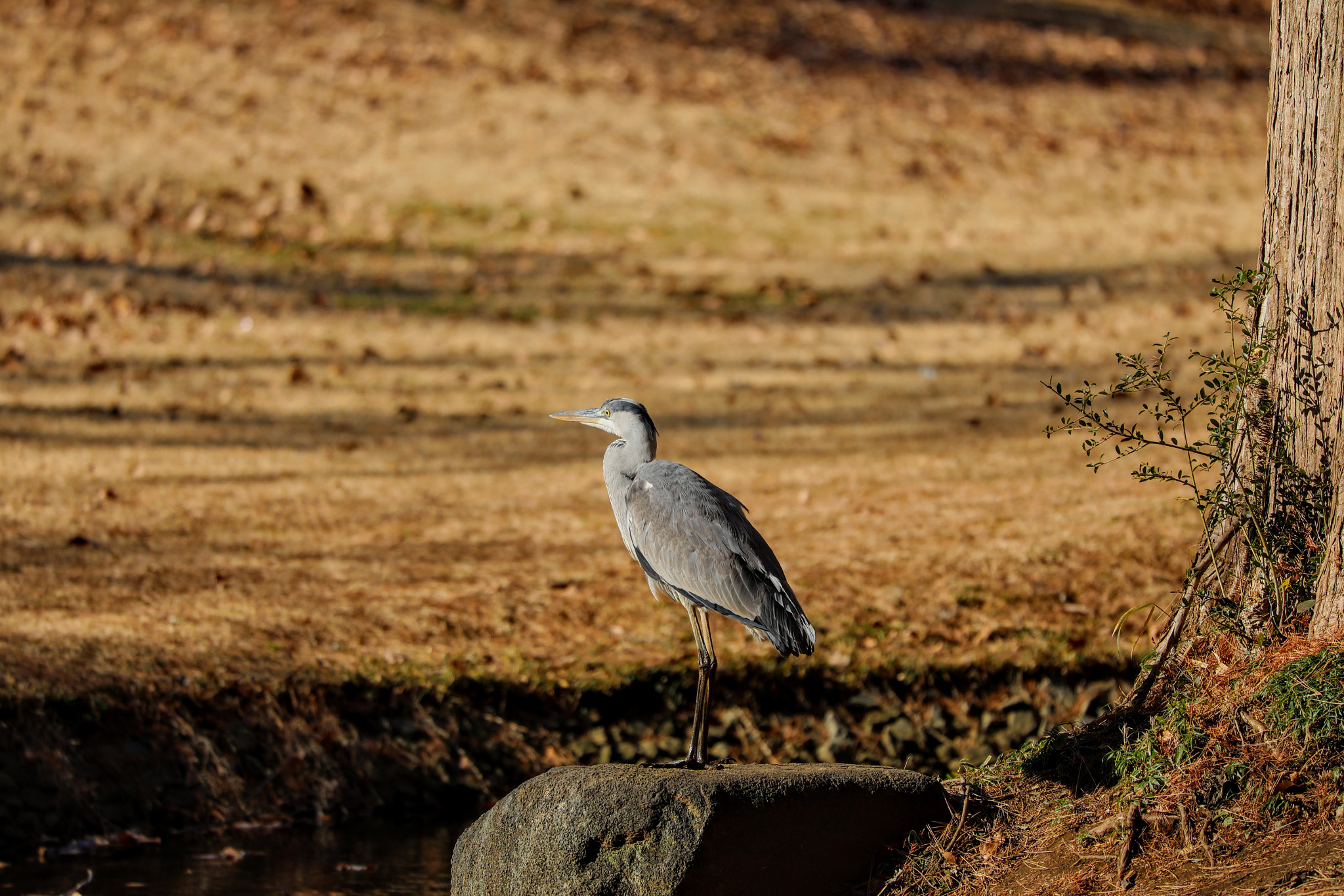 Canon EF 100-400mm F4.5-5.6L IS USM sample photo. 生きる photography