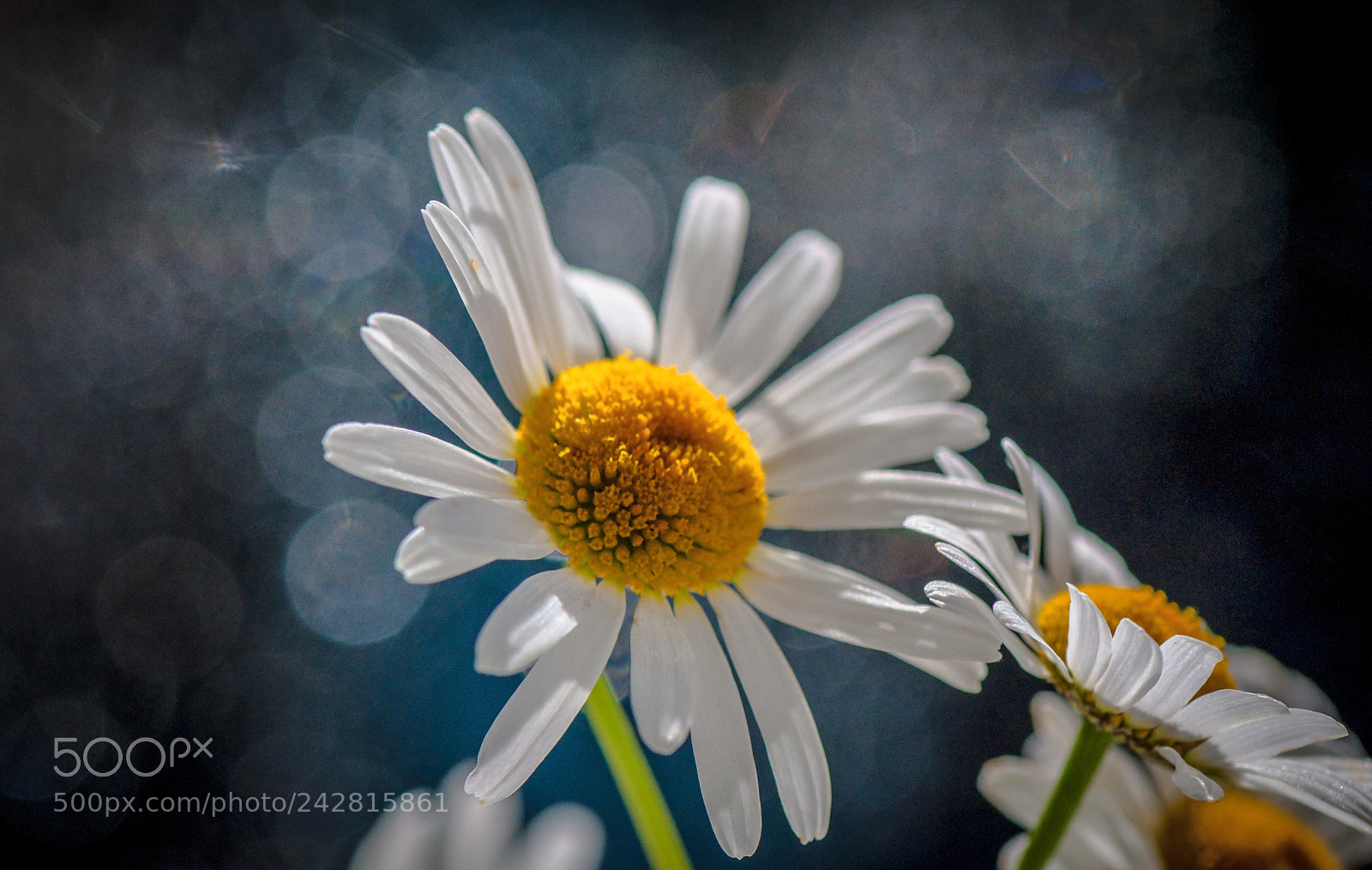 Nikon D5000 sample photo. In the rays photography