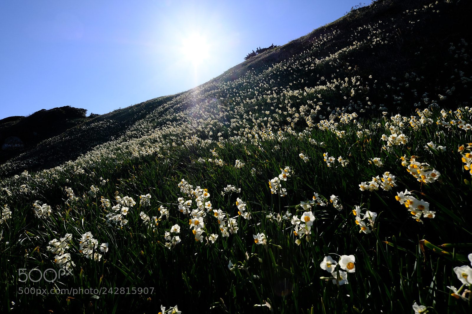 Fujifilm X-T2 sample photo. Flowers blooming in winter photography