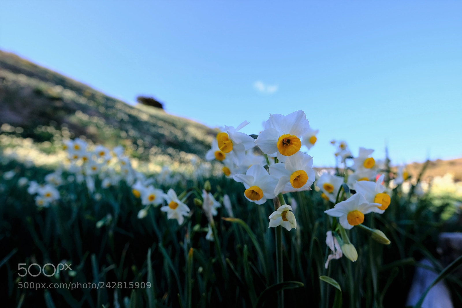 Fujifilm X-T2 sample photo. Flowers blooming in winter photography