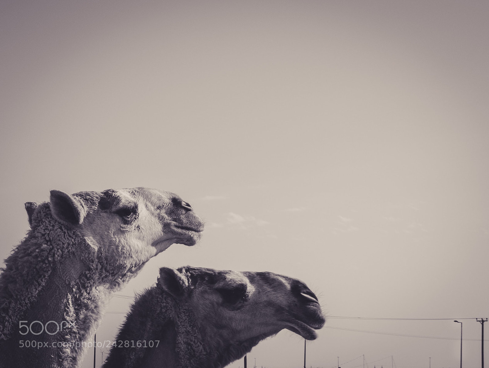 Nikon D5100 sample photo. Brothers photography