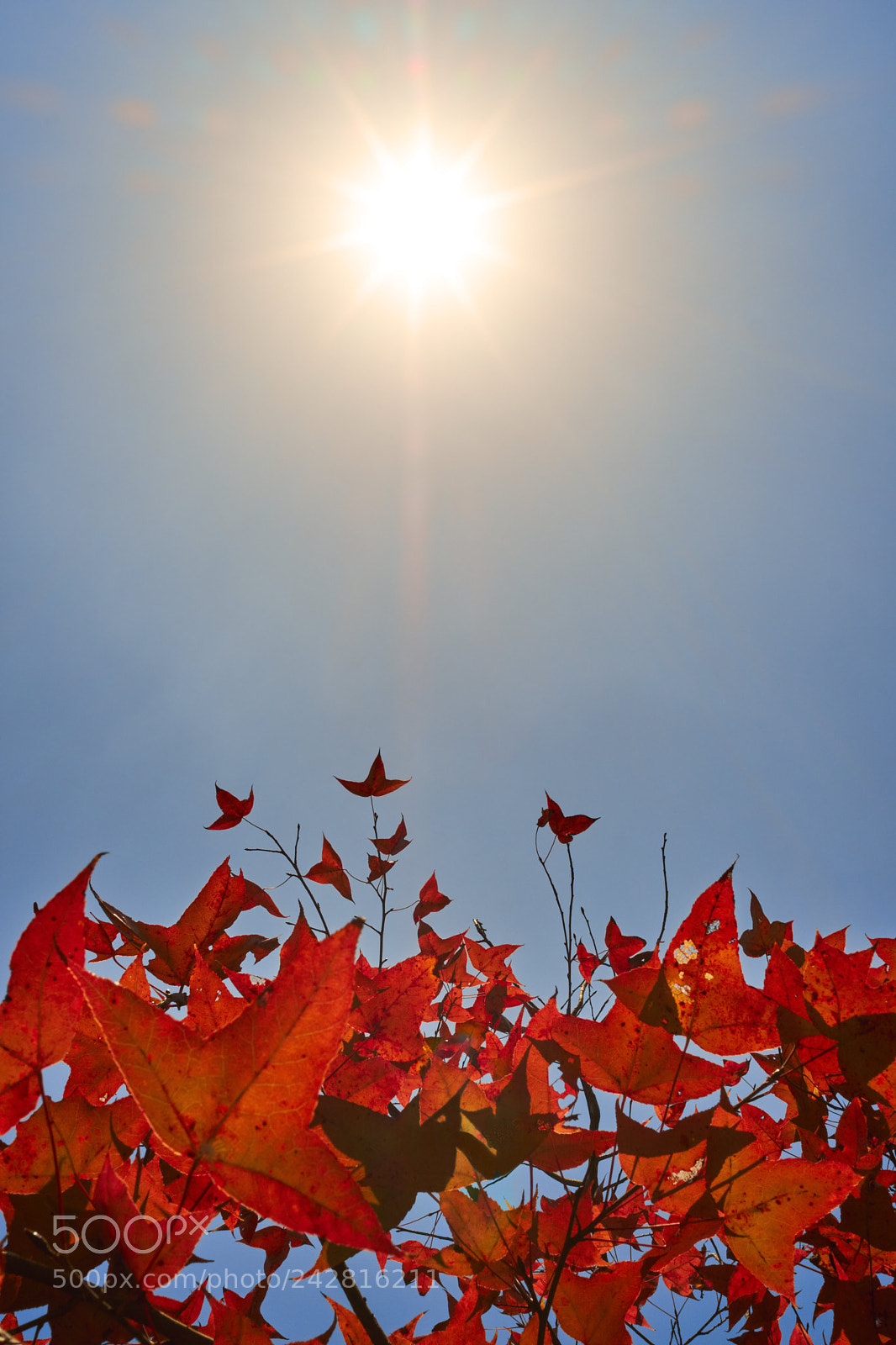 Fujifilm X-T2 sample photo. Red leave basking in photography