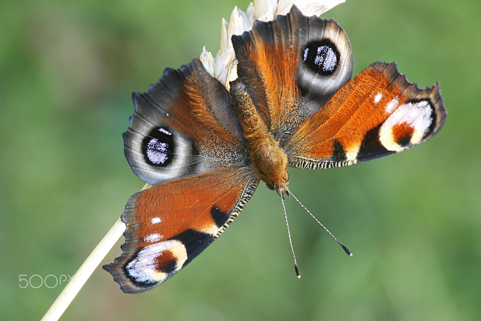 Canon EF 100mm F2.8L Macro IS USM sample photo. European peacock butterfly photography