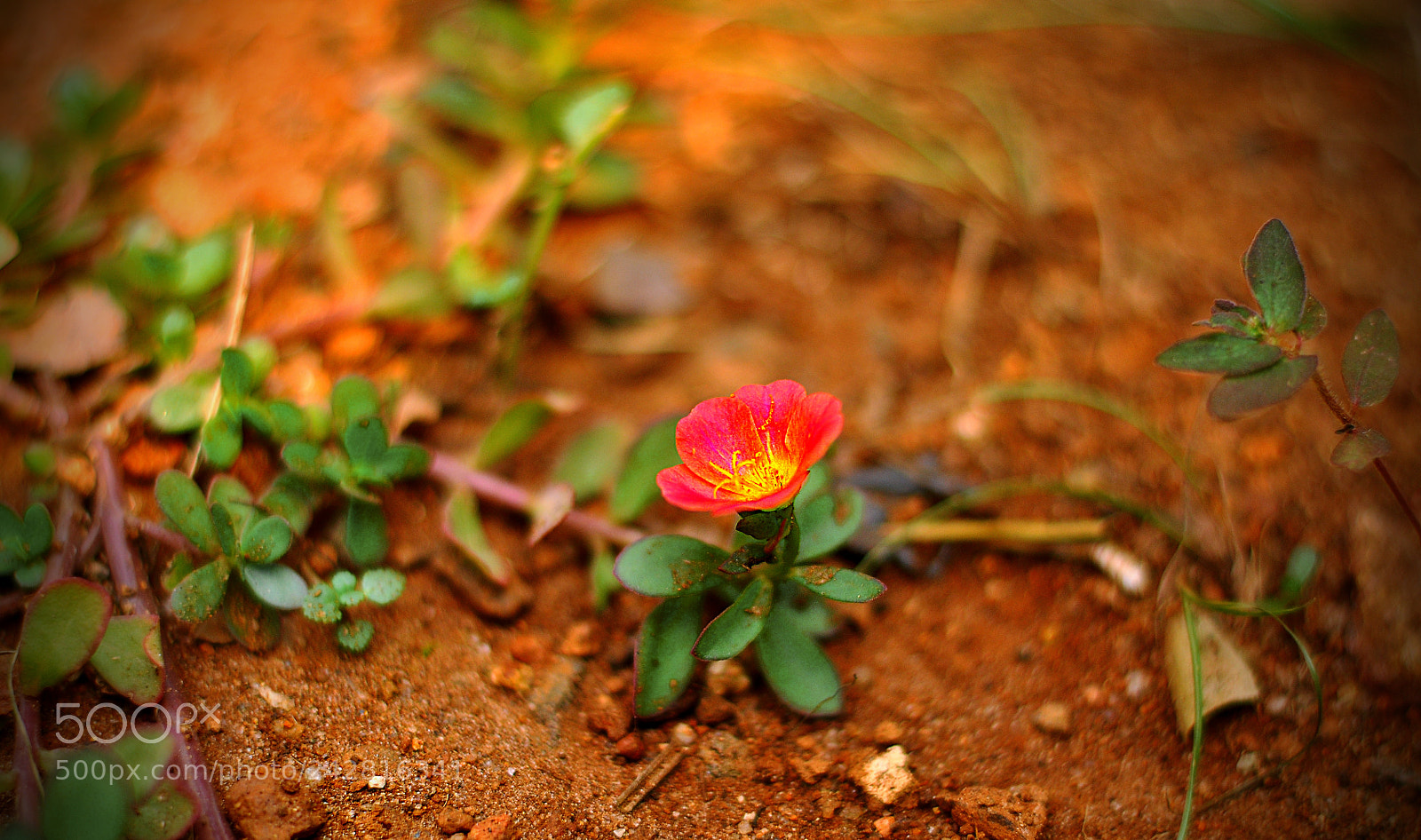 Nikon D90 sample photo. Bright on the ground photography