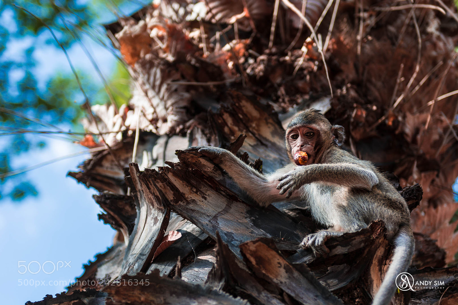 Nikon D7100 sample photo. Monkey at bayon temple photography