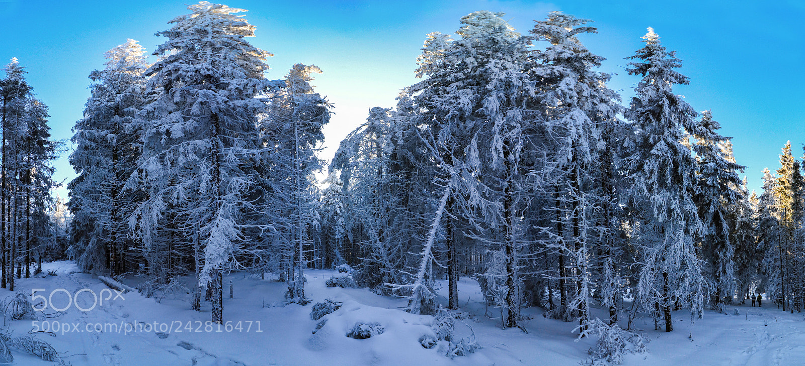 Canon EOS 80D sample photo. Snowy pine trees photography