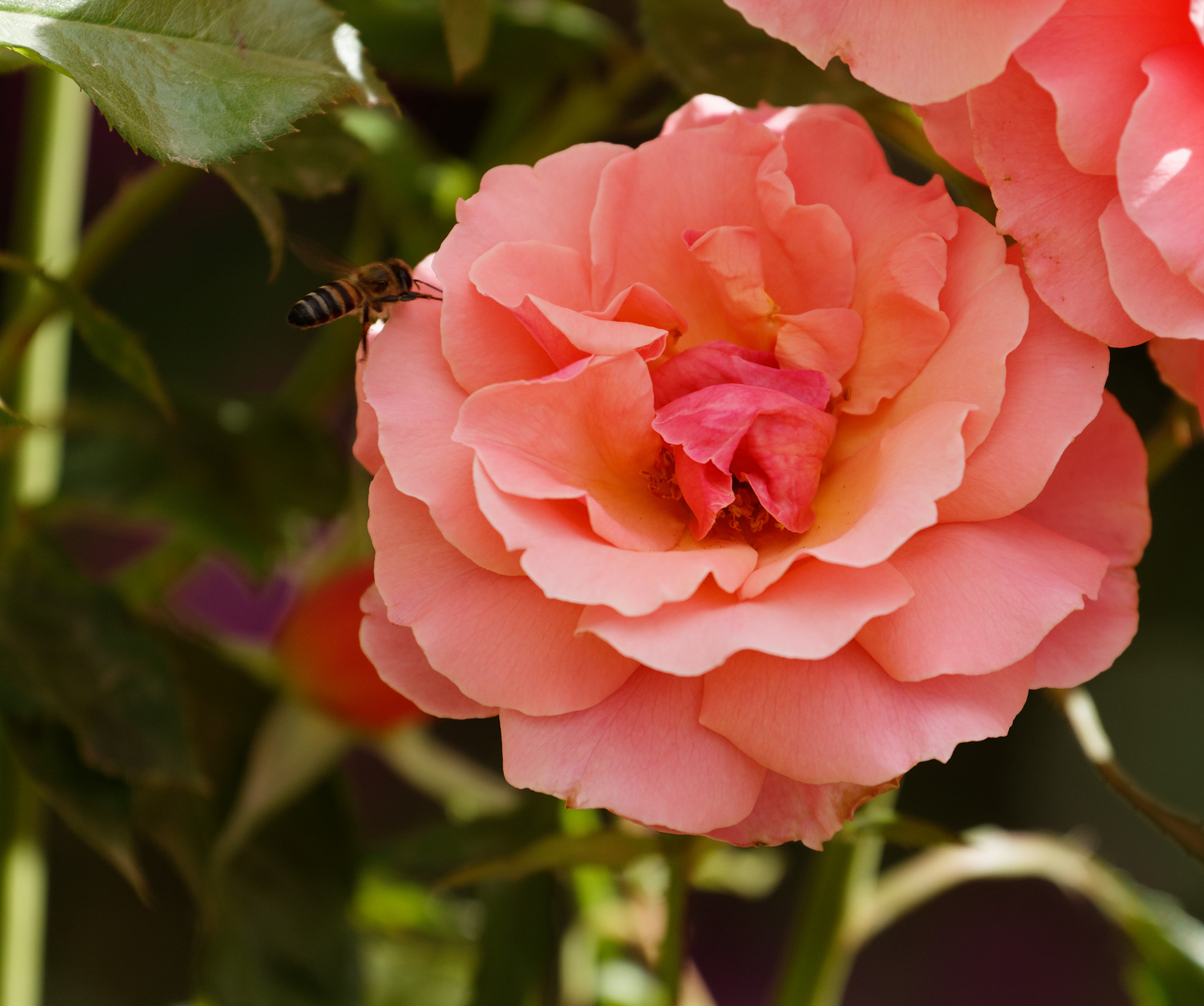 Canon EF 70-300mm F4-5.6L IS USM sample photo