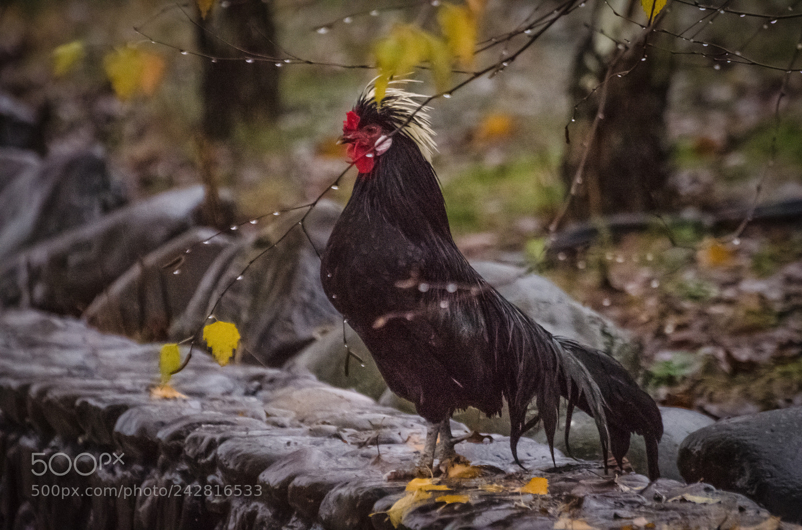 Nikon D5100 sample photo. Cockerel photography