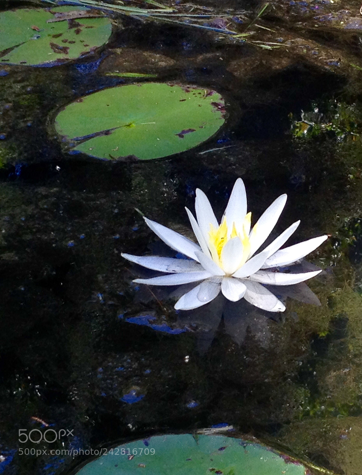 Apple iPhone 4S sample photo. Water lily photography