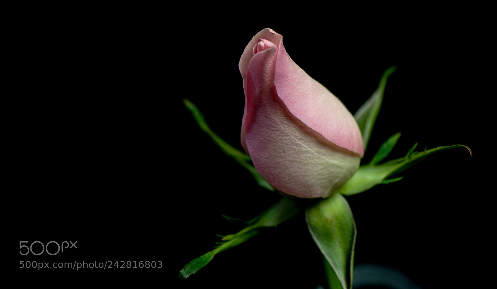 Nikon D5000 sample photo. Princess photography