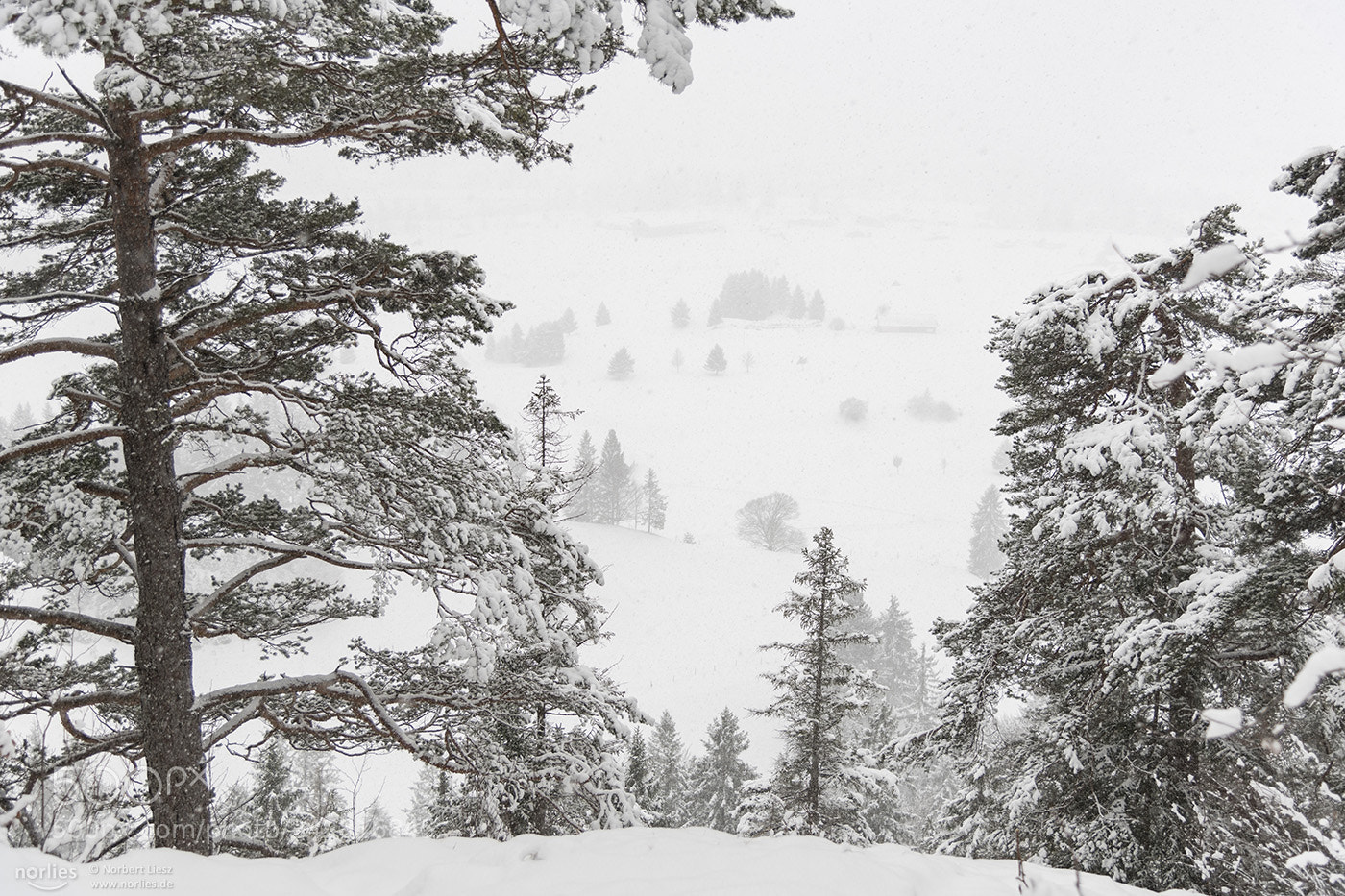 Nikon D850 sample photo. Snow day photography