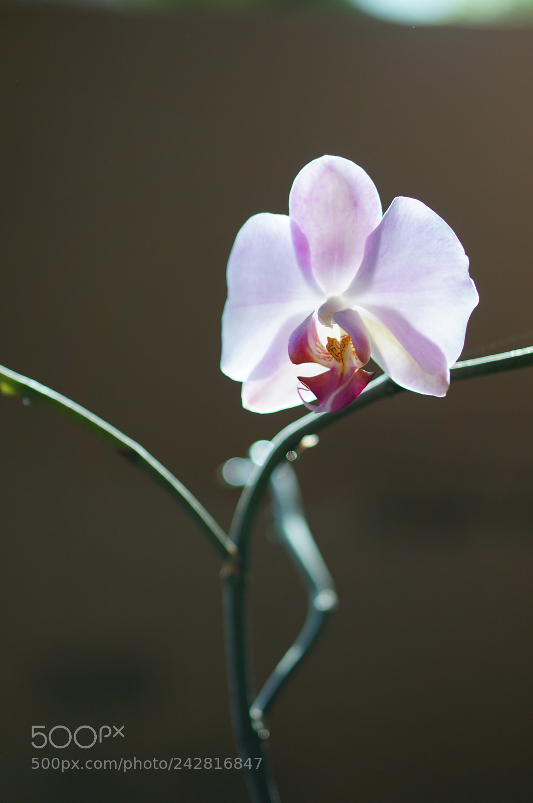 Sony Alpha NEX-6 sample photo. 蝴蝶兰 photography