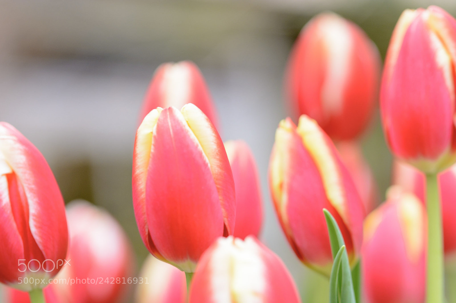 Nikon D7100 sample photo. Tulip photography