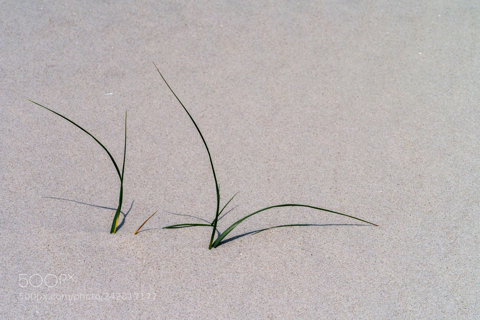 Panasonic Lumix DMC-G3 sample photo. Strand photography