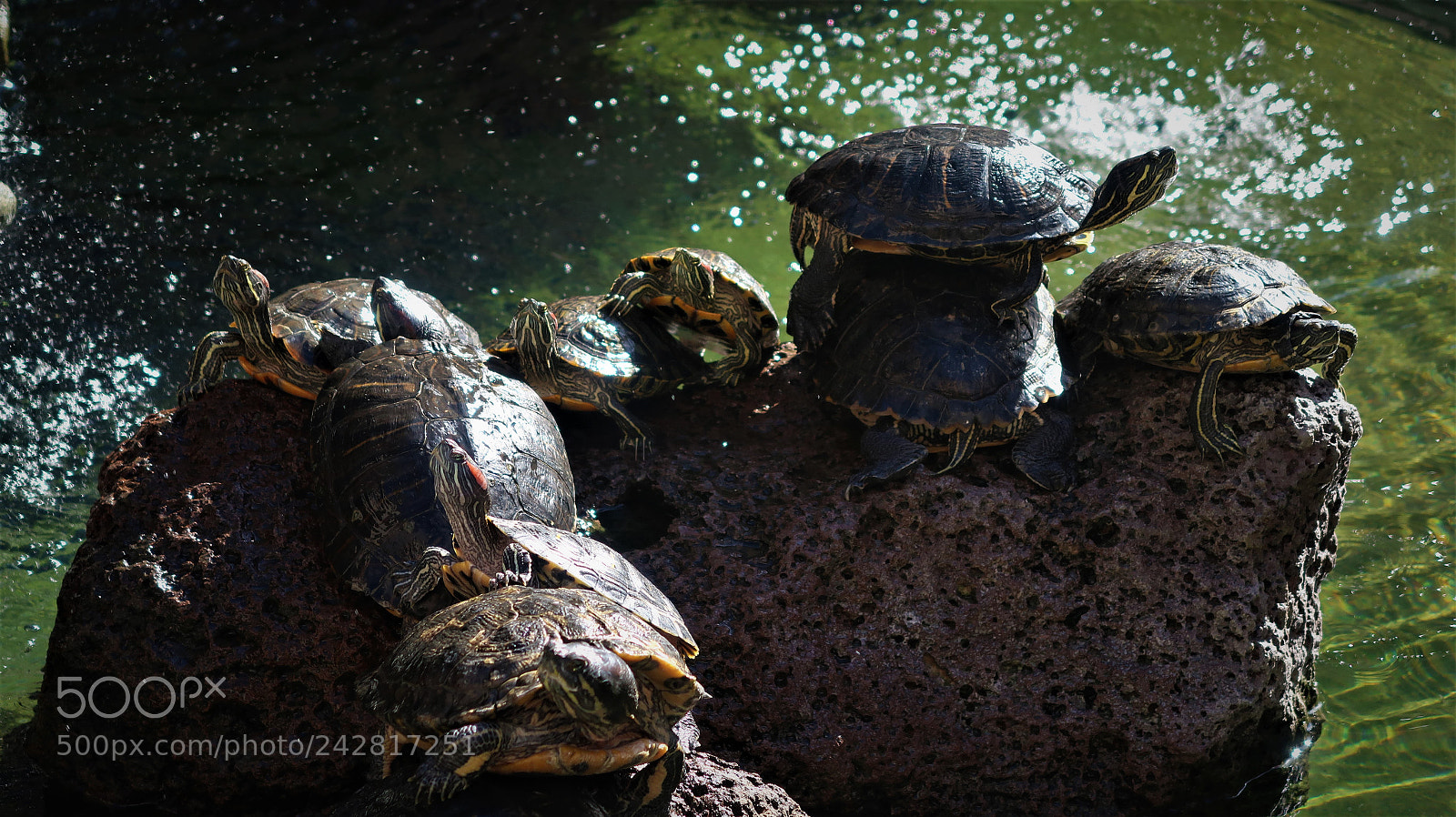 Canon PowerShot G7 X Mark II sample photo. Turtles on a rock photography
