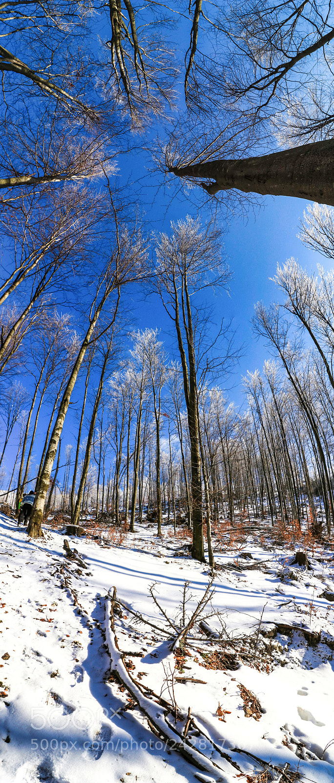 Canon EOS 80D sample photo. Blue woods panorama... photography
