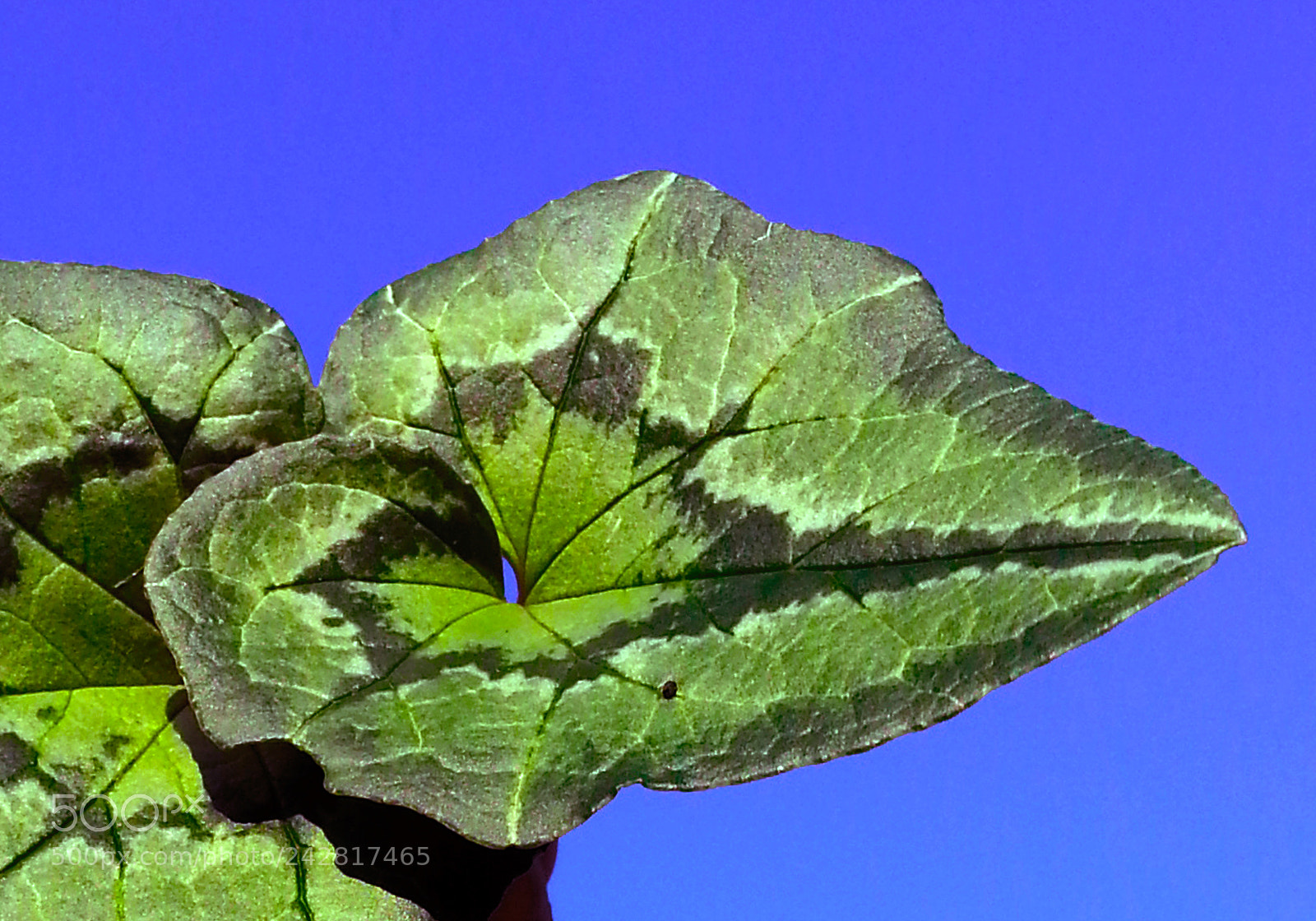 Samsung Galaxy Note2 sample photo. Leaf photography