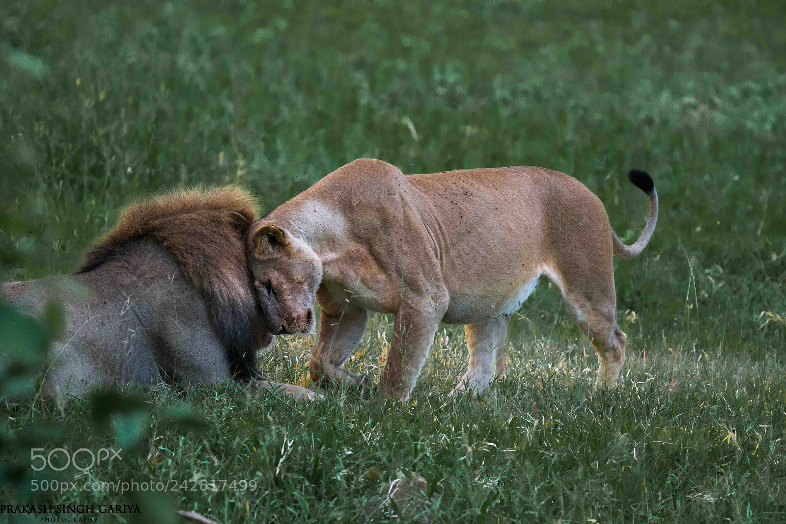 Nikon D800E sample photo. Royal couple of mikumi photography